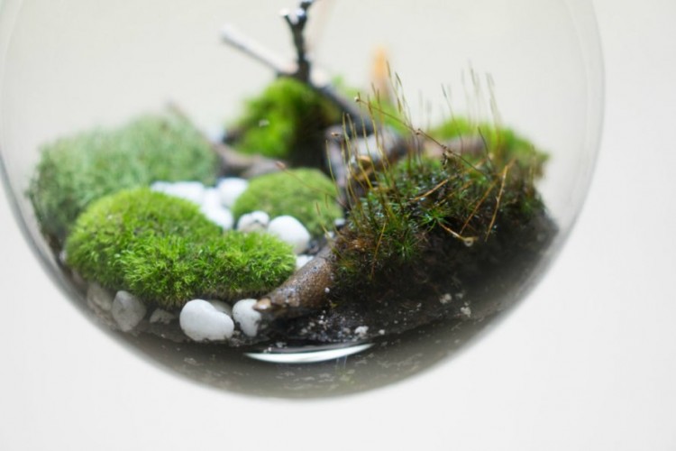 Globe  Suspended Terrarium