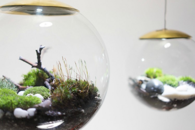 Globe  Suspended Terrarium