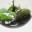 _Globe  Suspended Terrarium
